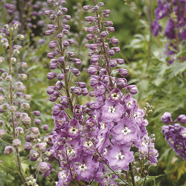 Delphinium Aurora Pink Dawn Flower Plants