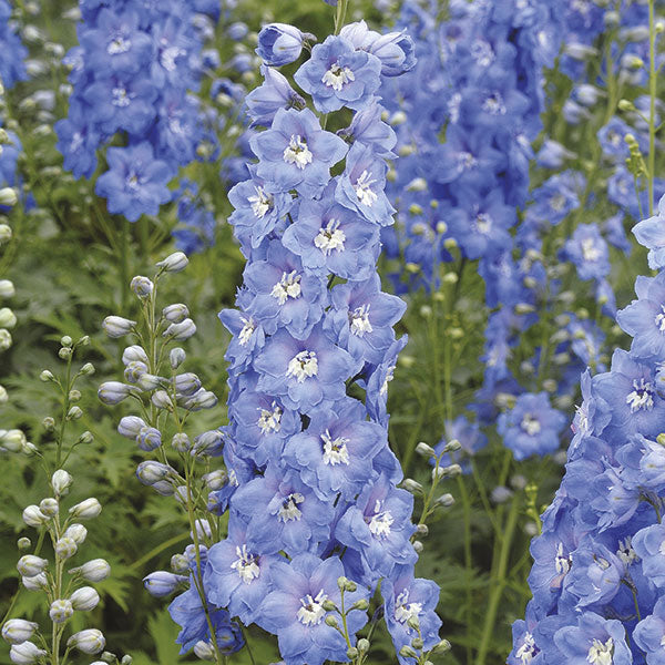 Delphinium Aurora Flower Plants Collection