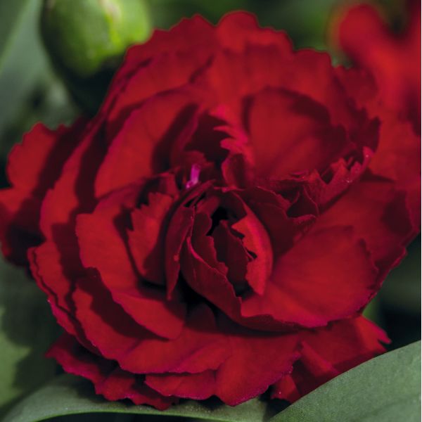Dianthus Sweet Pleasure Dark Red Flower Plants