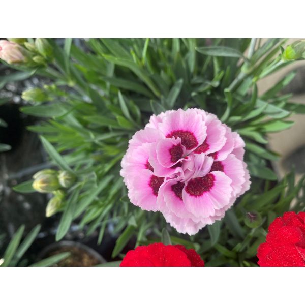 Dianthus Sweet Pleasure Pink Burgundy Eye Flower Plants