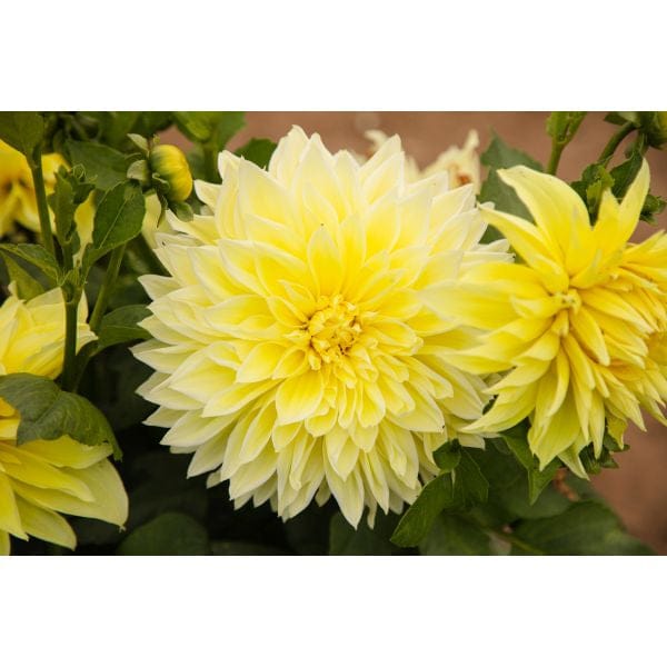 Dahlia Kelvin Floodlight Flower Plant