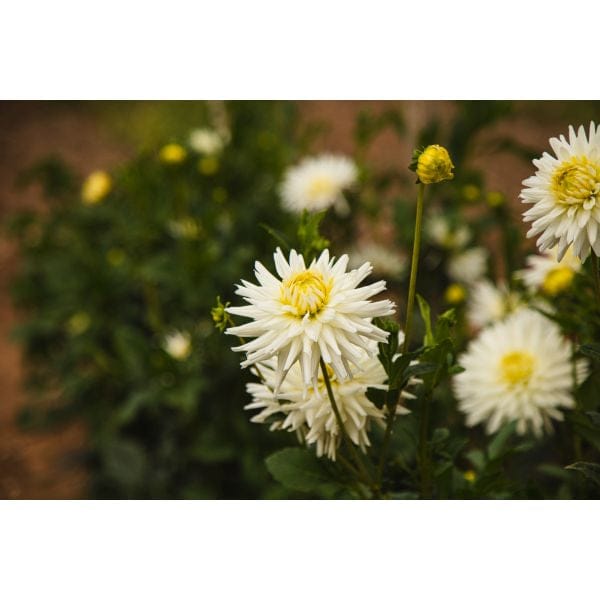 Dahlia My Love Flower Plant