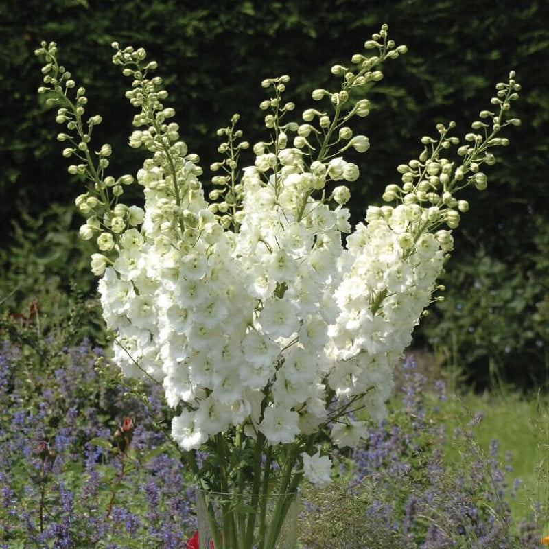 Delphinium Aurora White Flower Plants