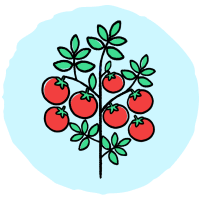 Determinate-Tomatoes-Johnsons