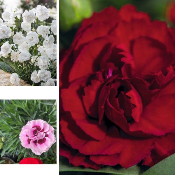 Dianthus Sweet Pleasure Flower Plants Collection