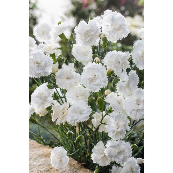 Dianthus Sweet Pleasure White Flower Plants