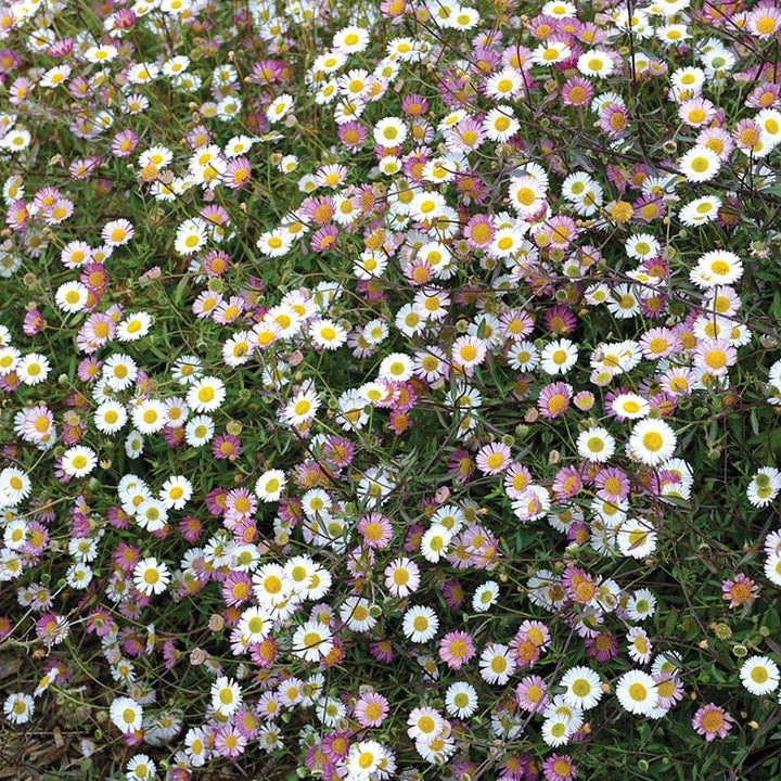Erigeron Stallone Flower Plants