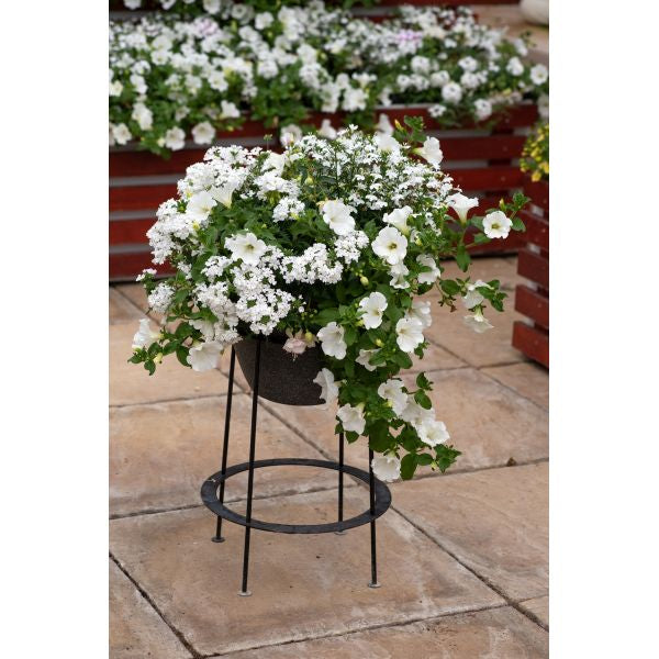 Speedplanter Effortless Chic Plant