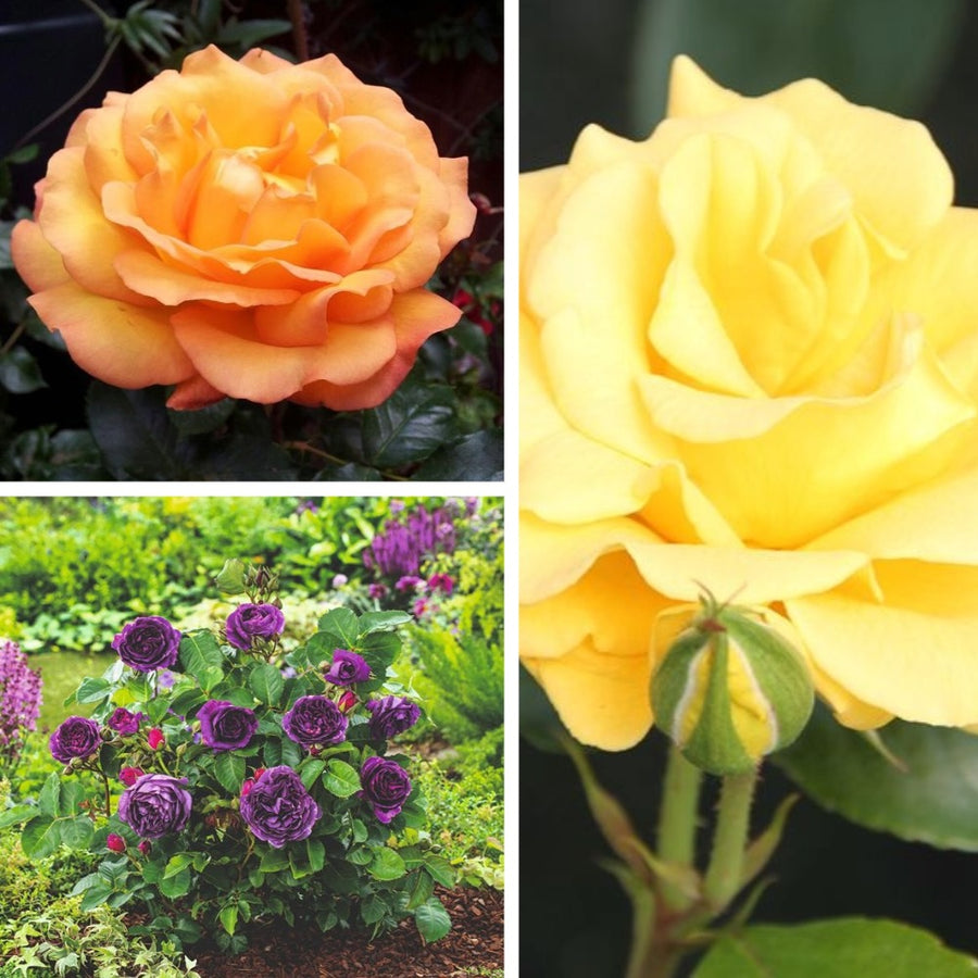 Floribunda Flowers
