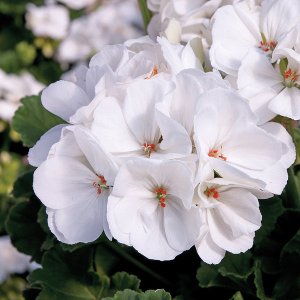 Close-up of white flowers with green leaves in the background