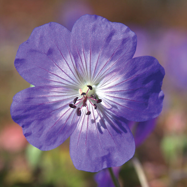 Geranium Rozanne 9cm Potted Plant