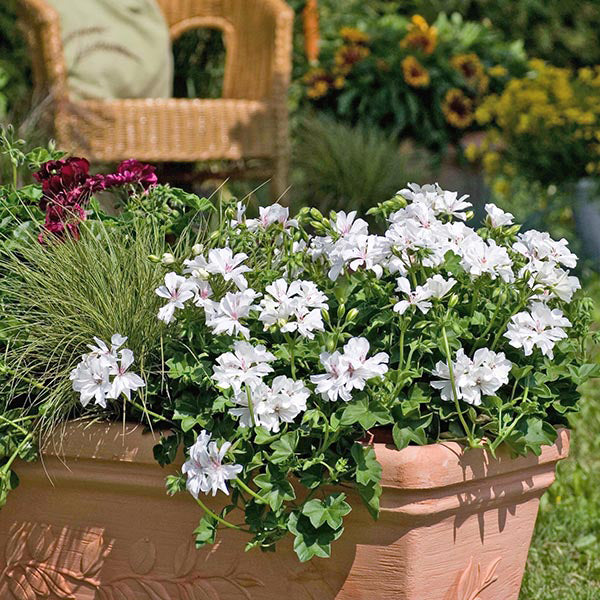 Pelargonium Sunflair Eva White