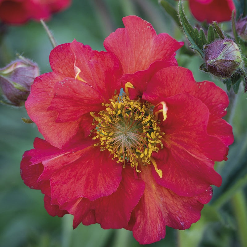 Close-up of a vibrant pink flower with a yellow center against a blurred green background