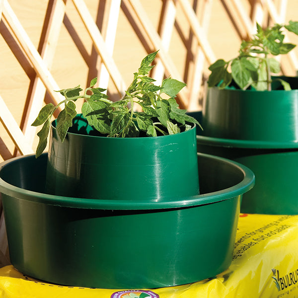 Green pots with plants on a yellow surface with a wooden background