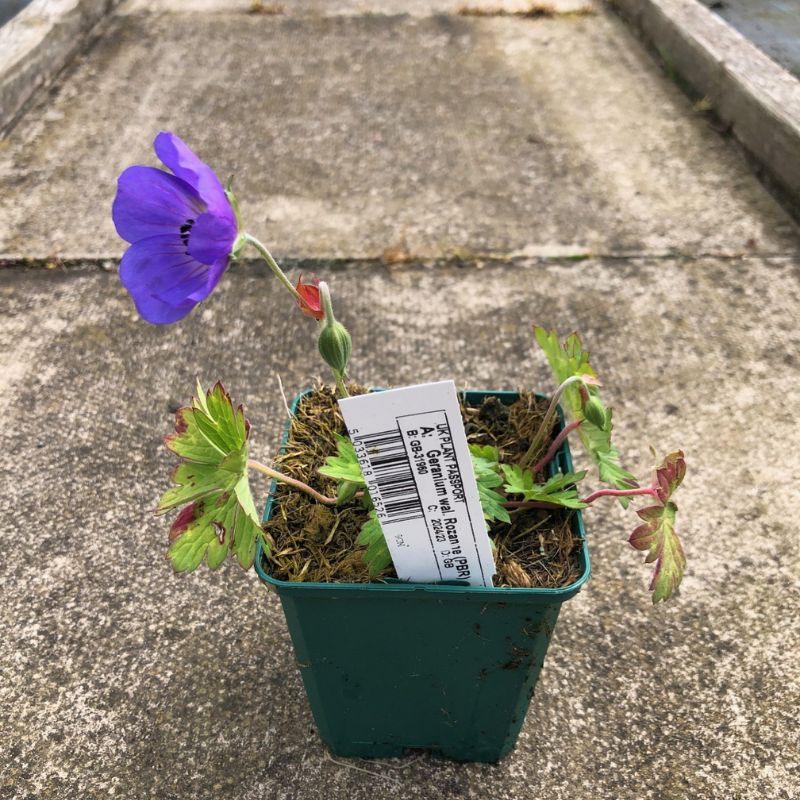 Geranium Rozanne 9cm Potted Plant