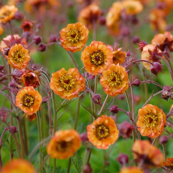 Geum Alabama Slammer Potted Plant