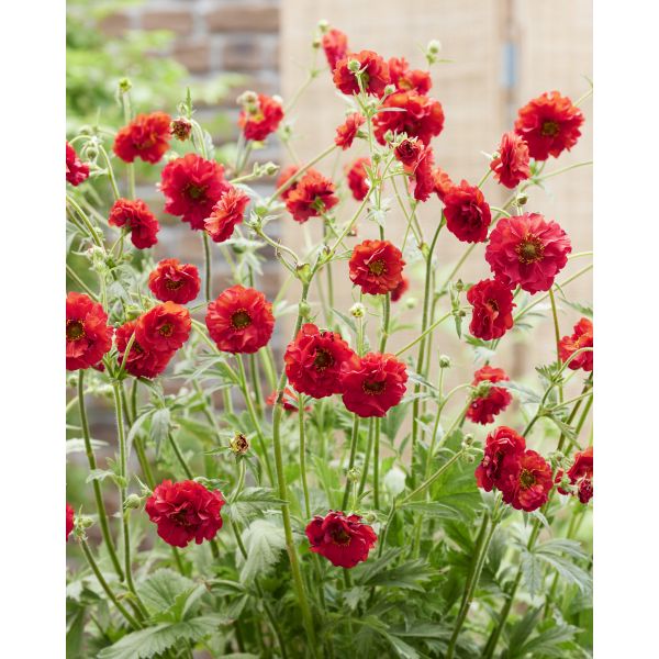 Chrysanthemum Astro Bronze | Johnsons