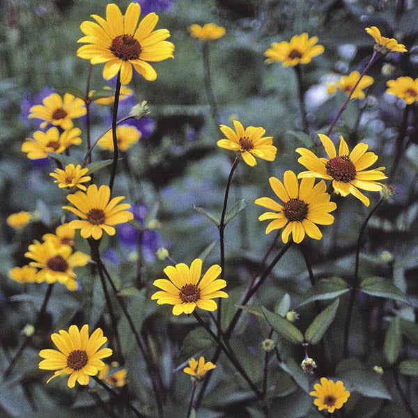 Heliopsis Summer Nights Flower Plants