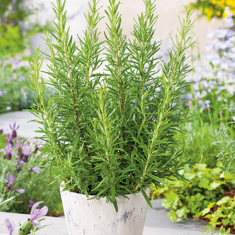 Rosemary Herb Potted Plants-November