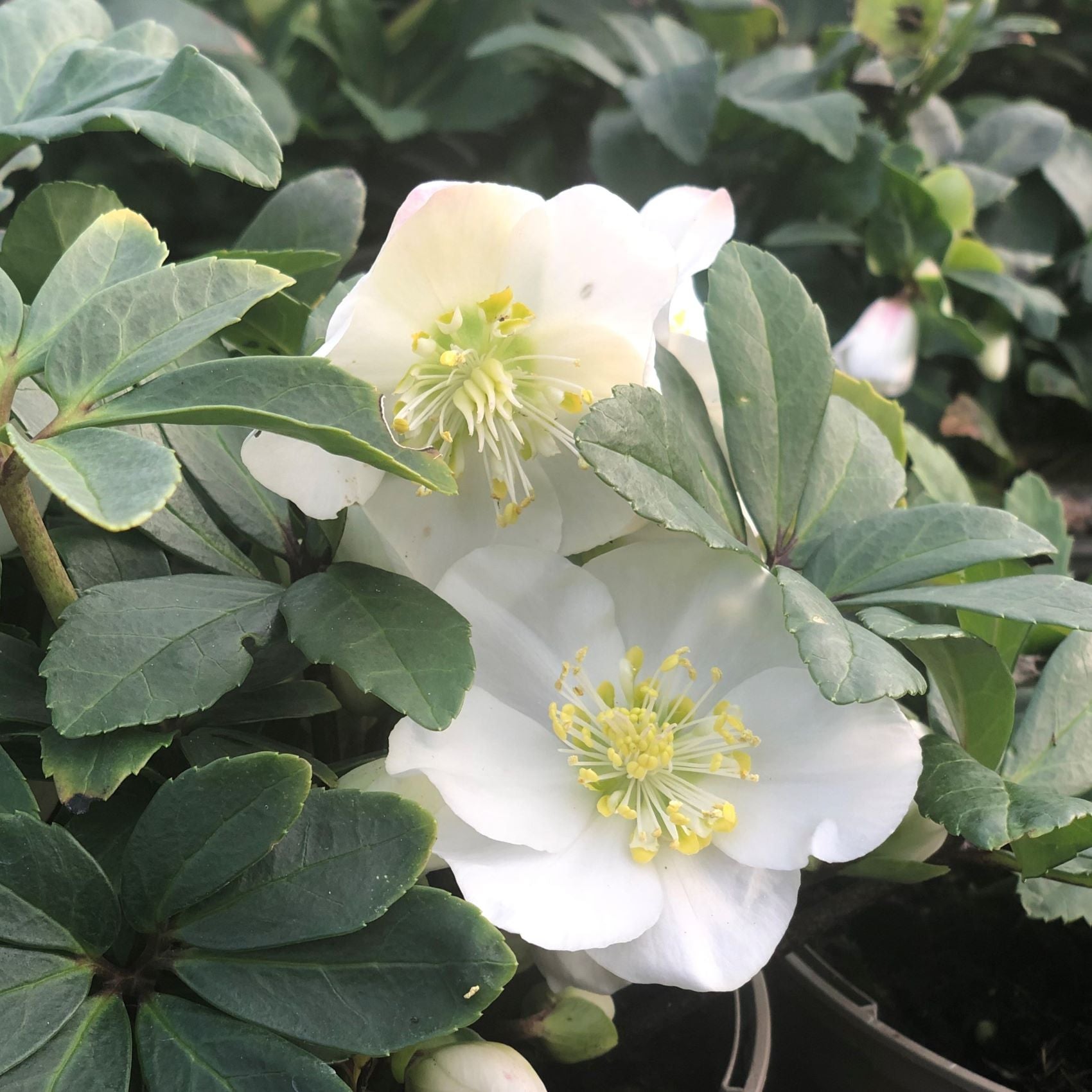 Helleborus Niger 'Christmas Carol' Flower Plants