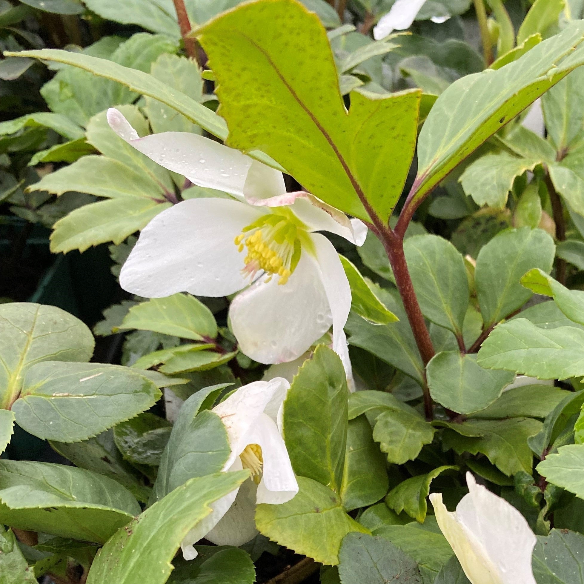 Helleborus Niger 'Christmas Carol' Flower Plants