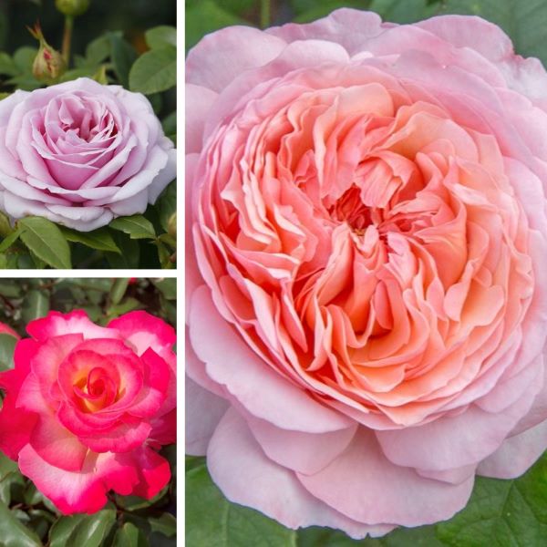 Hybrid Tea Rose Trio Collection – Johnsons Bare Root Hybrid Teas