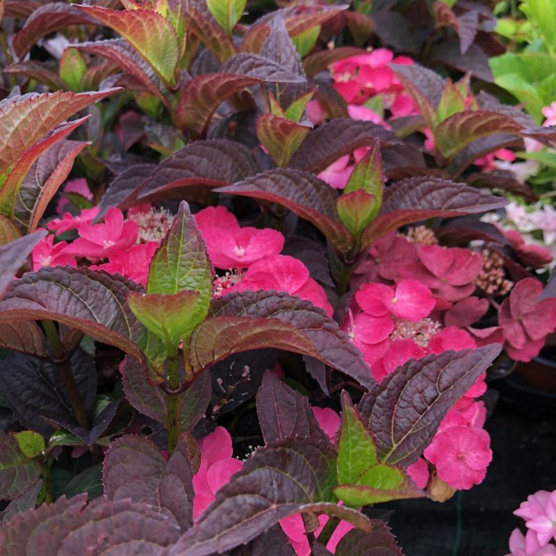 Hydrangea Daredevil Potted Plant