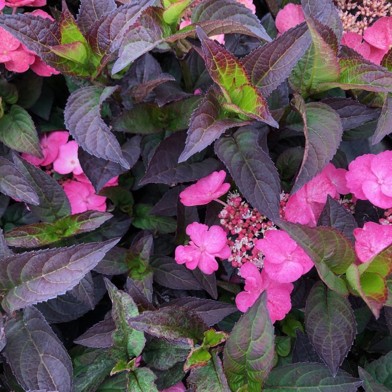 Hydrangea Daredevil Potted Plant