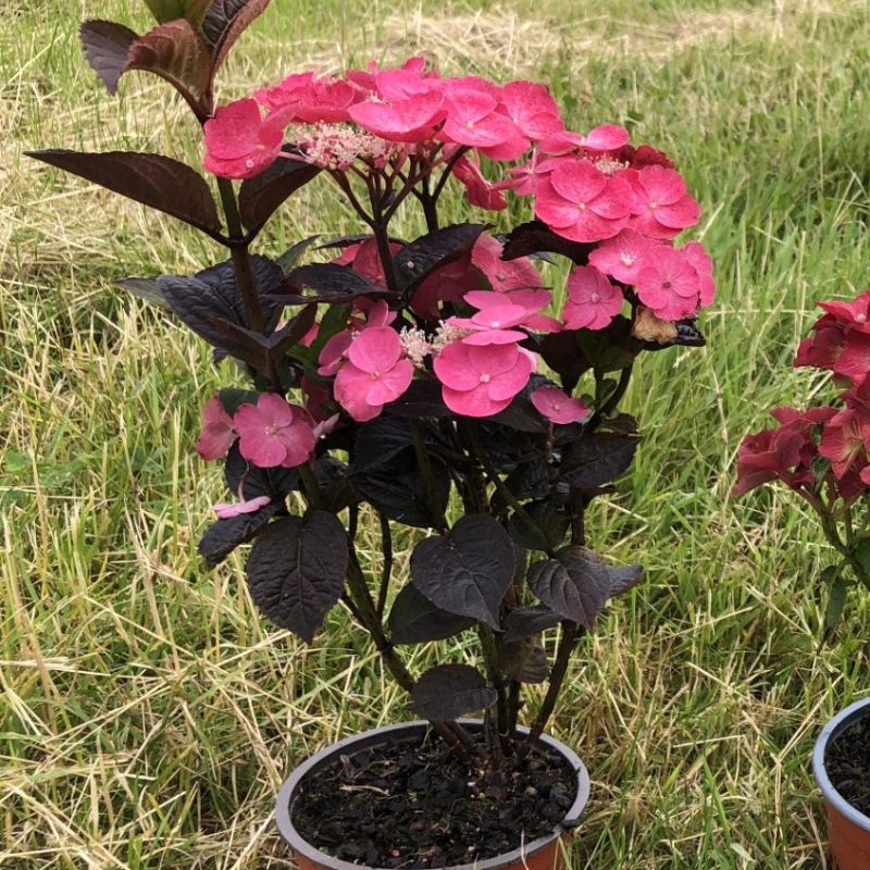 Hydrangea Daredevil Potted Plant