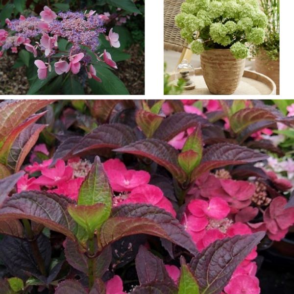 Hydrangea Species Potted Plants Collection