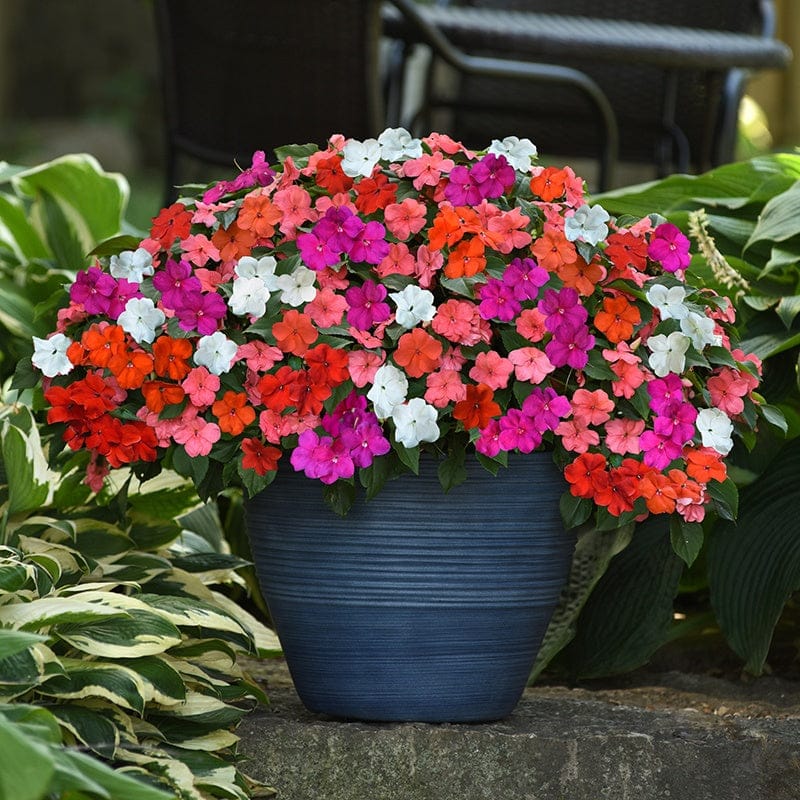 Impatiens Beacon Mixed F1