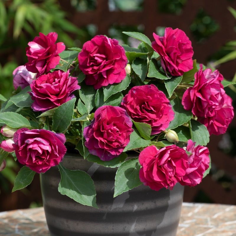 Impatiens Glimmer Burgundy