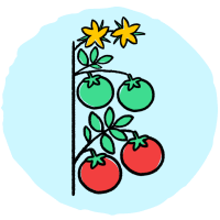 Indeterminate-Tomatoes-Johnsons