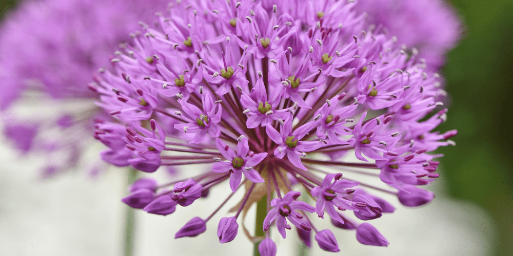 JOH_Allium_Bulbs_Dekstop-Johnsons