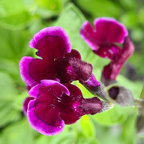 Salvia Blackberry Ripple Potted Plant | Johnsons Hardy plant with ...