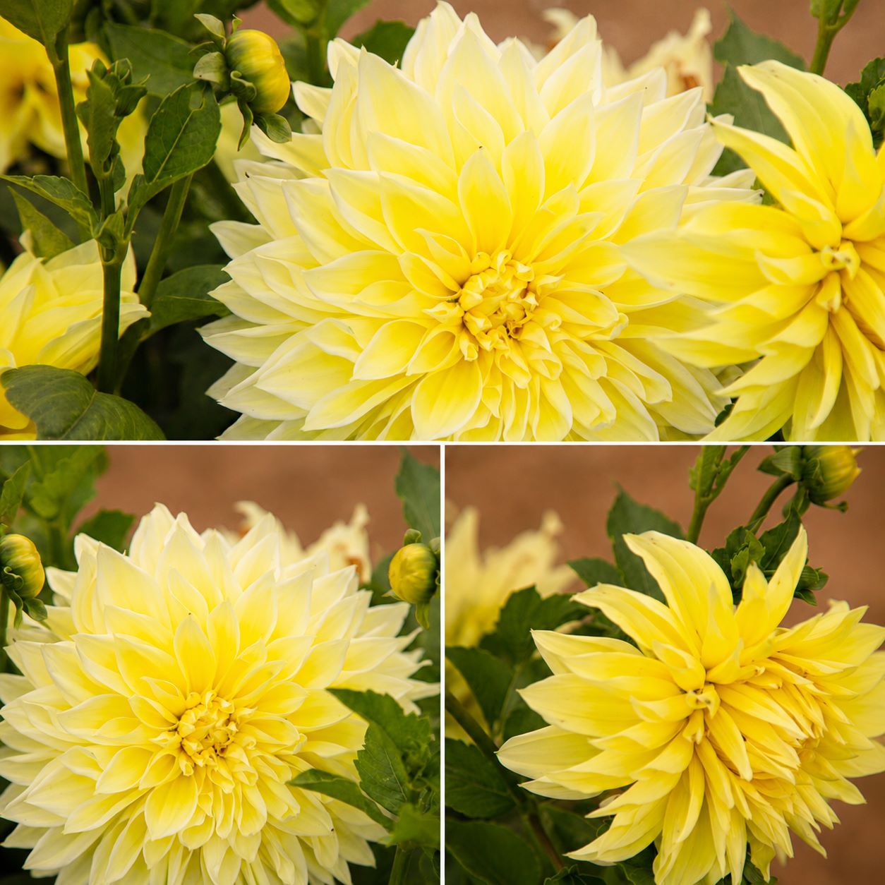 Dahlia Kelvin Floodlight Flower Plant