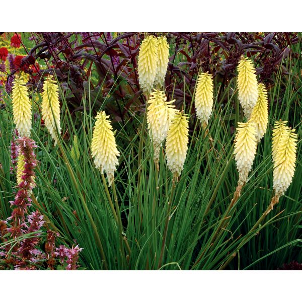 Kniphofia Pineapple Popsicle Potted Plant