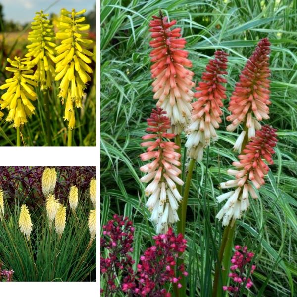 Kniphofia Popsicle Potted Plants Collection