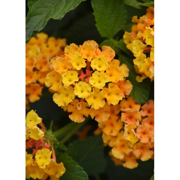Lantana Bloomify Orange Flower Plants