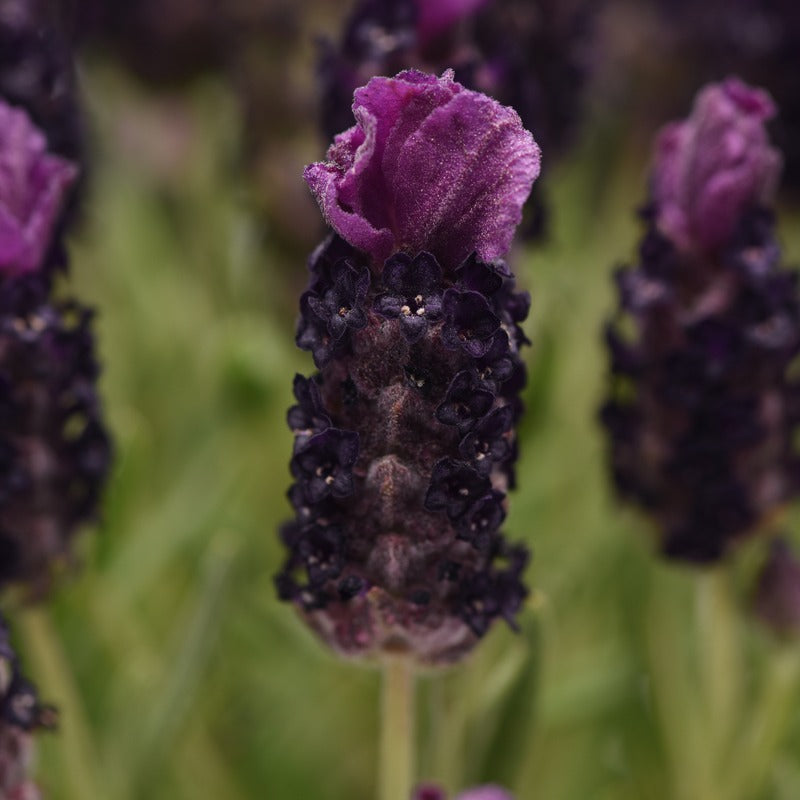 Lavandula Stoechas (French) Deep Purple Flower Plants