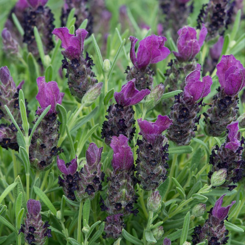 Lavandula Stoechas (French) Deep Purple Flower Plants