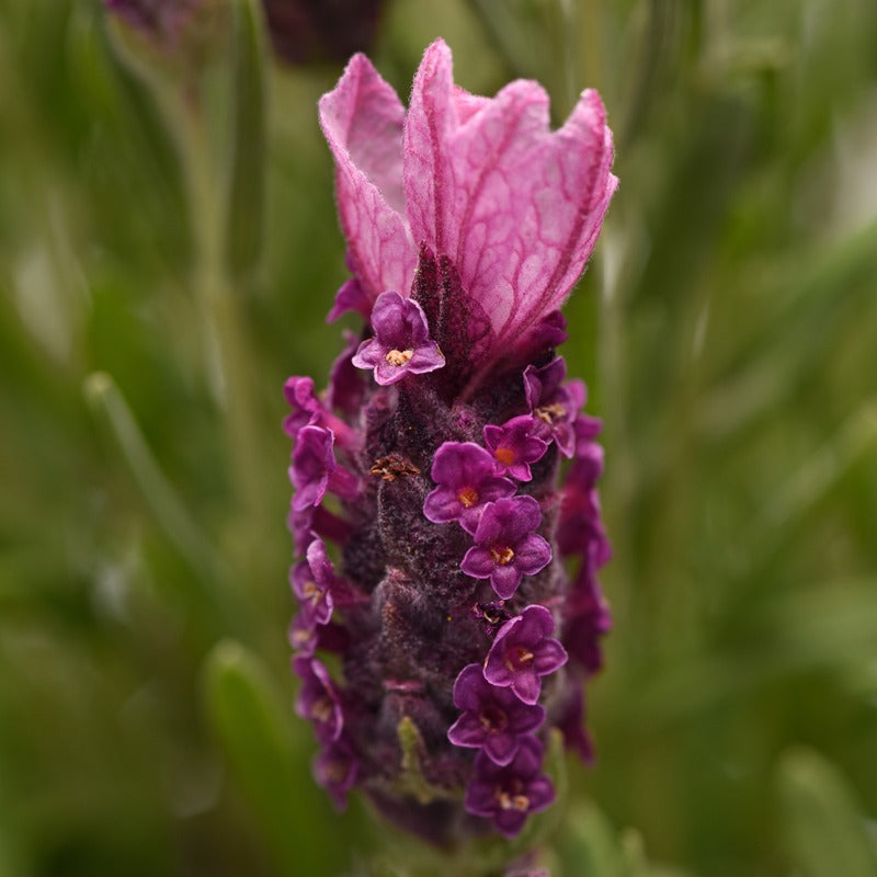 Lavendula Stoechas (French) Deep Rose Flower Plants