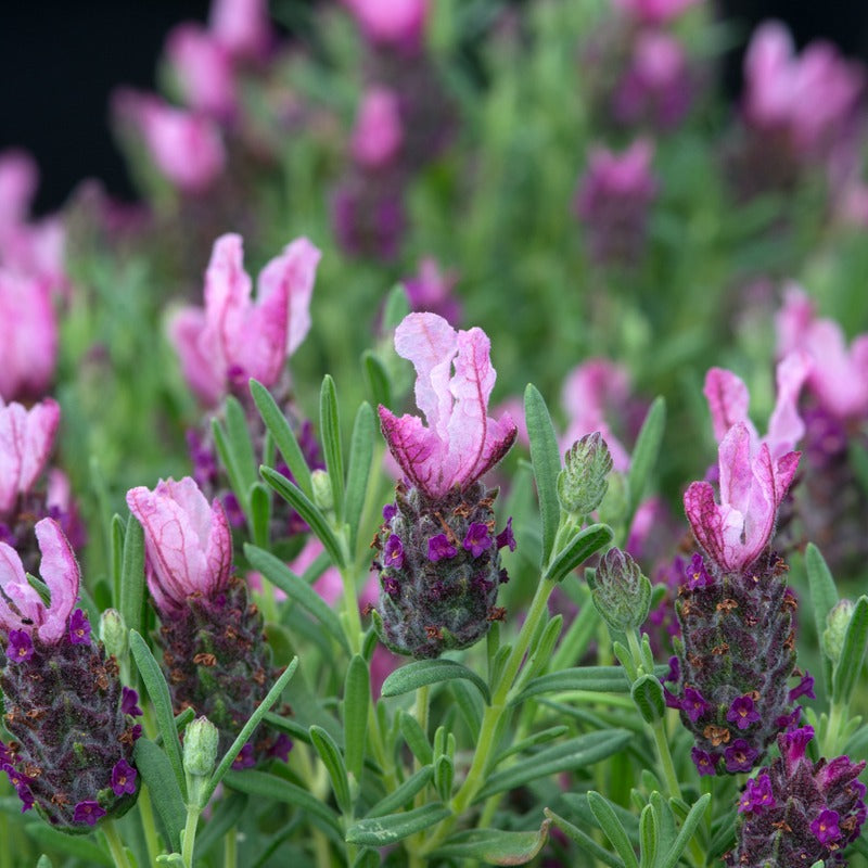 Lavendula Stoechas (French) Deep Rose Flower Plants
