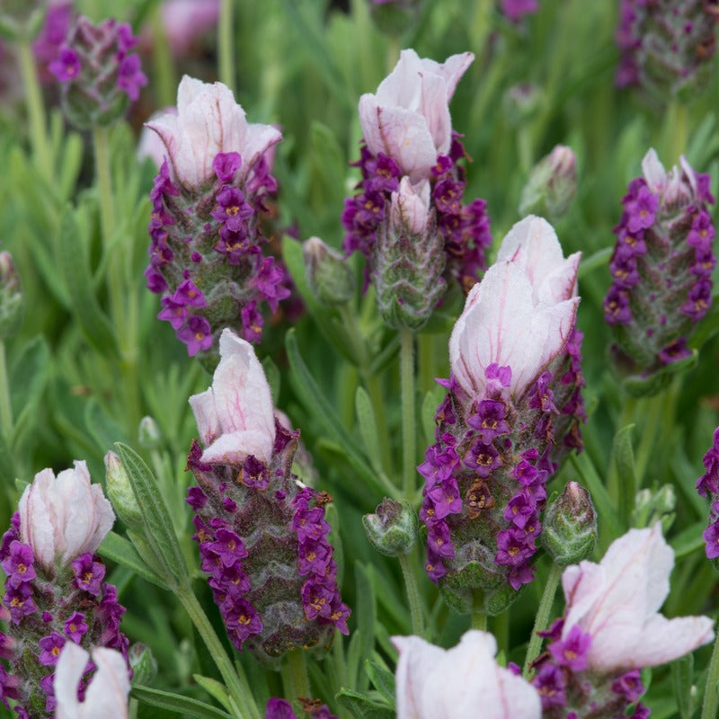 Lavendula Stoechas (French) Pink Flower Plants