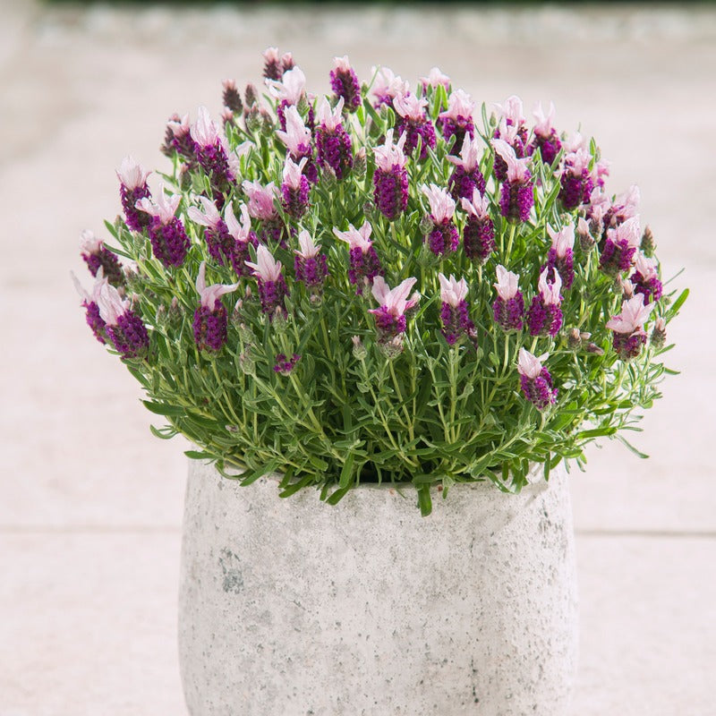 Lavendula Stoechas (French) Pink Flower Plants