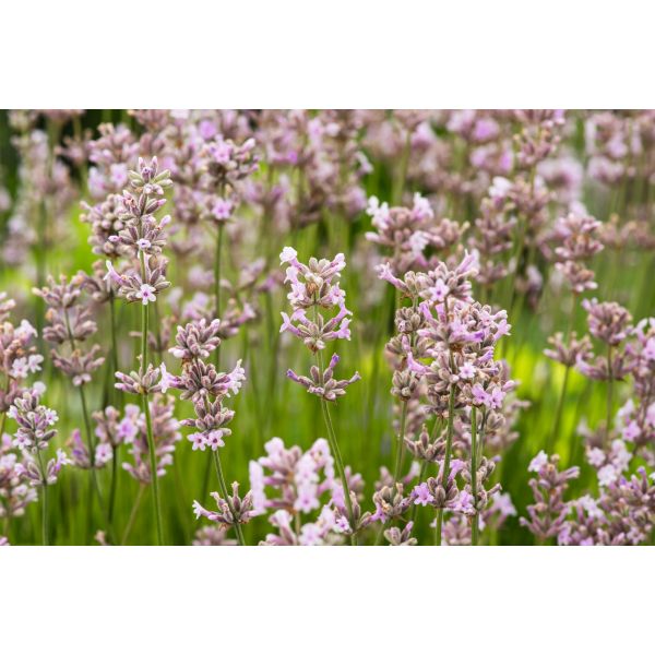 Lavender Rosea Potted Plant