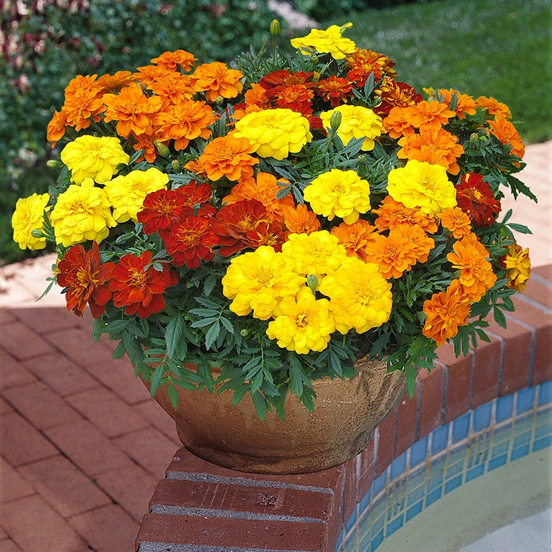Marigold Durango Mixed F1 Flower Plants