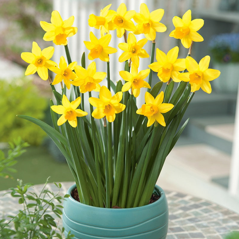 Successional Bulb Collection