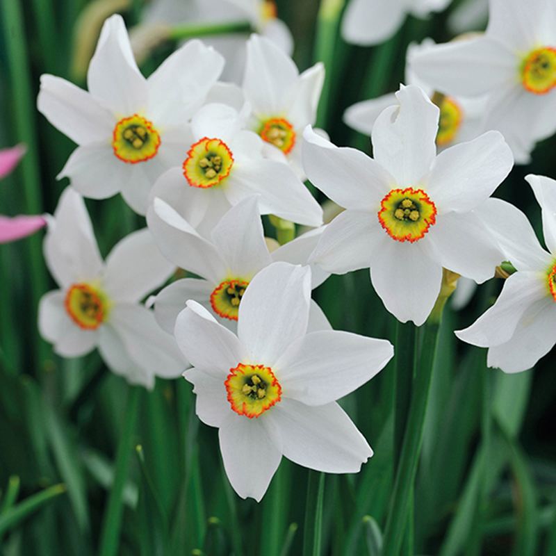Narcissus  Pheasant's Eye Flower Bulbs