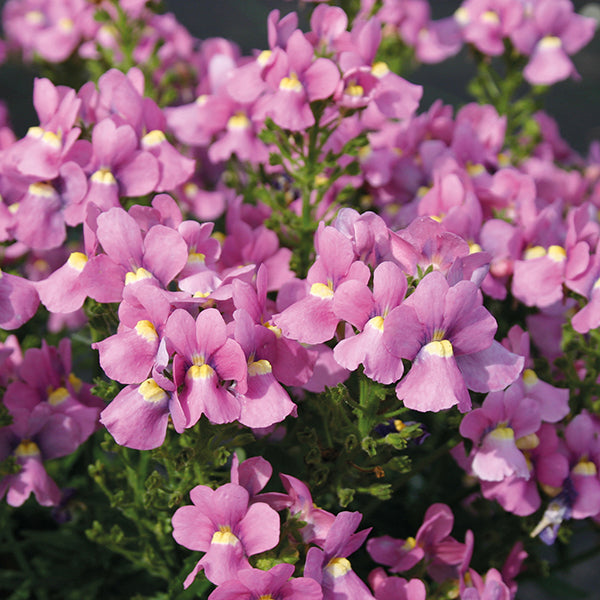 Close-up of pink flowers with yellow centers on a dark background